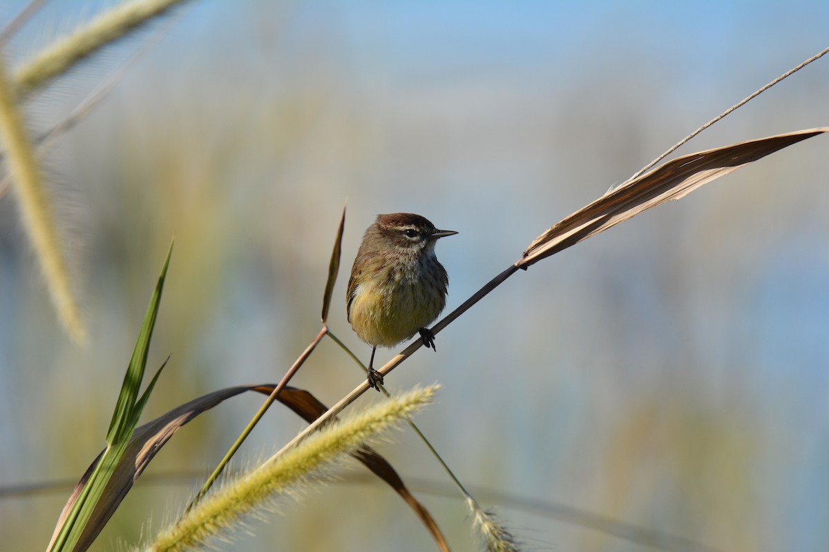 Palm Warbler - Marie Dugan