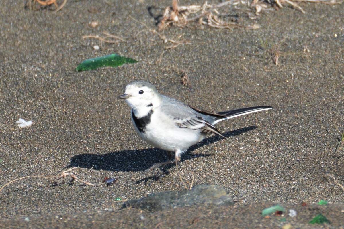 White Wagtail - ML305197911