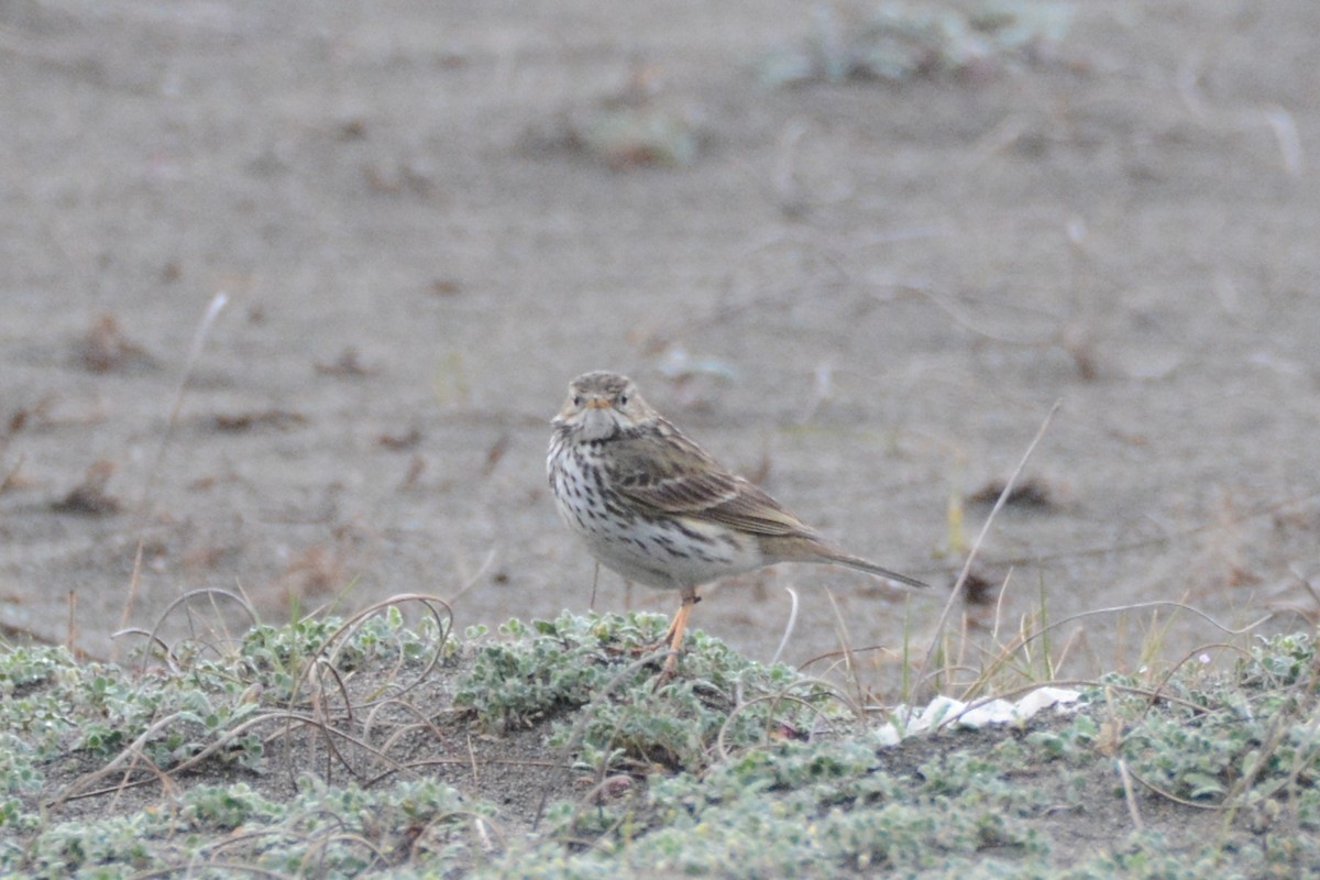 Meadow Pipit - ML305198151