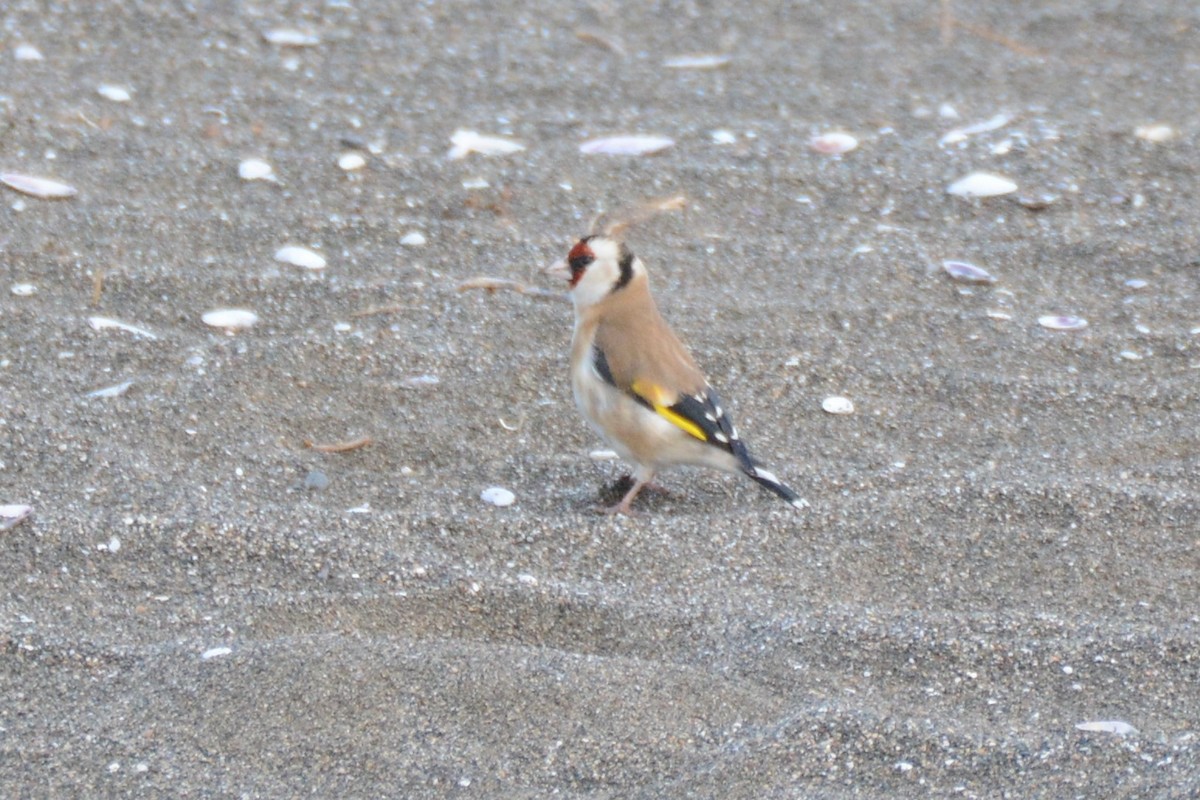 European Goldfinch - ML305198421