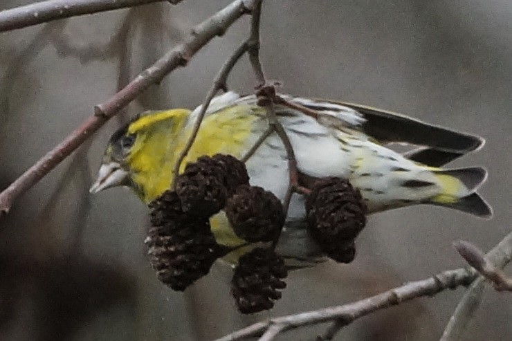 Eurasian Siskin - ML305200591