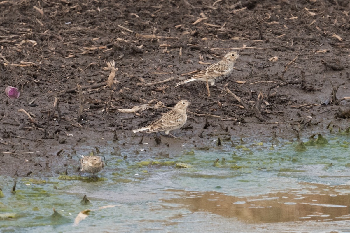 Chestnut-collared Longspur - ML305200671