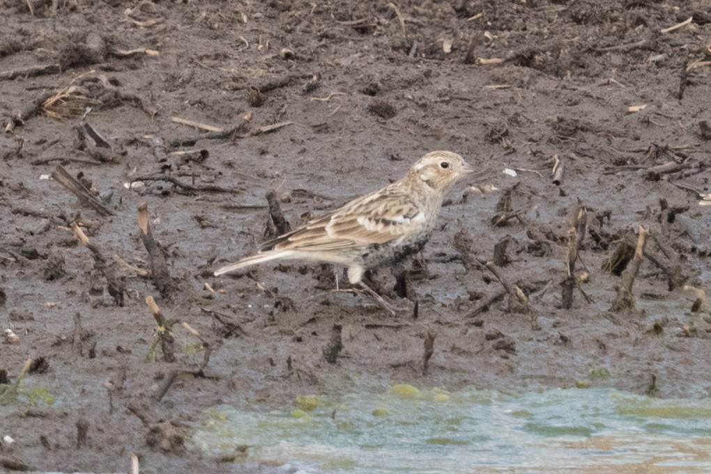 Chestnut-collared Longspur - ML305200731