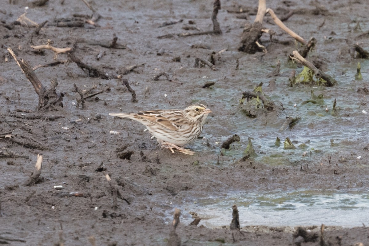 Savannah Sparrow - John C. Mittermeier