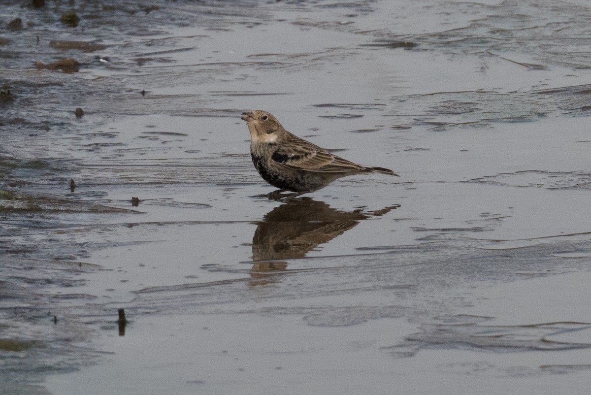 Chestnut-collared Longspur - ML305200991