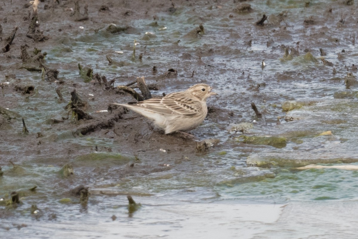 Chestnut-collared Longspur - ML305201031