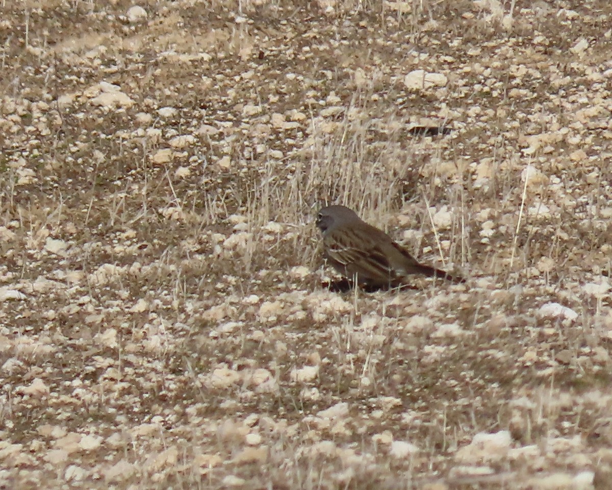 Bell's Sparrow (belli) - ML305202591