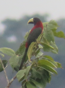 Red-necked Aracari - Barb Thomascall