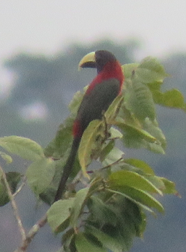 Arasarí Cuellirrojo - ML305203531