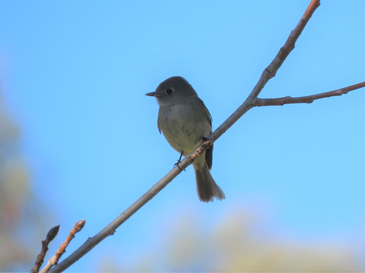 Hammond's Flycatcher - Ed Stonick