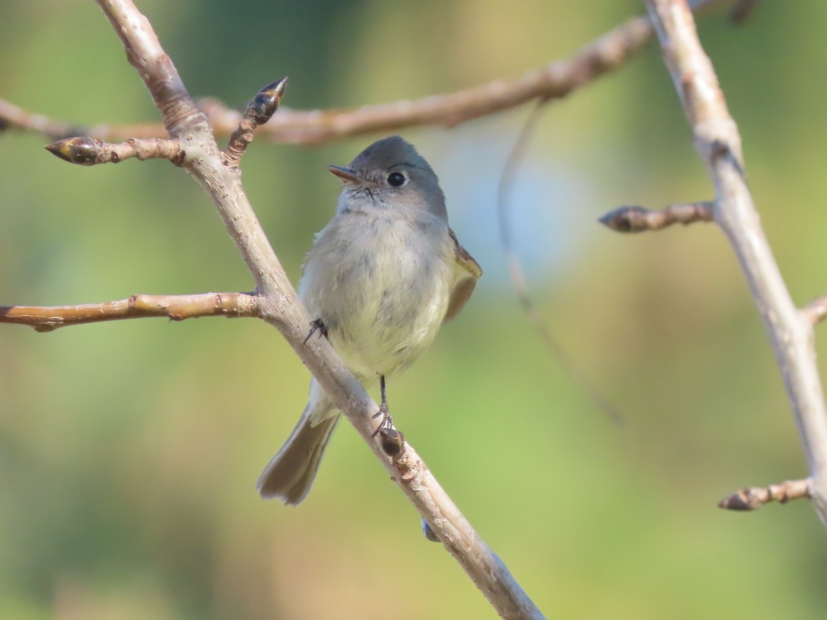 Hammond's Flycatcher - Ed Stonick