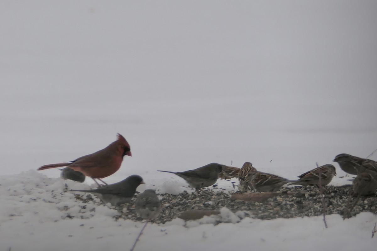 Dark-eyed Junco - ML305205851