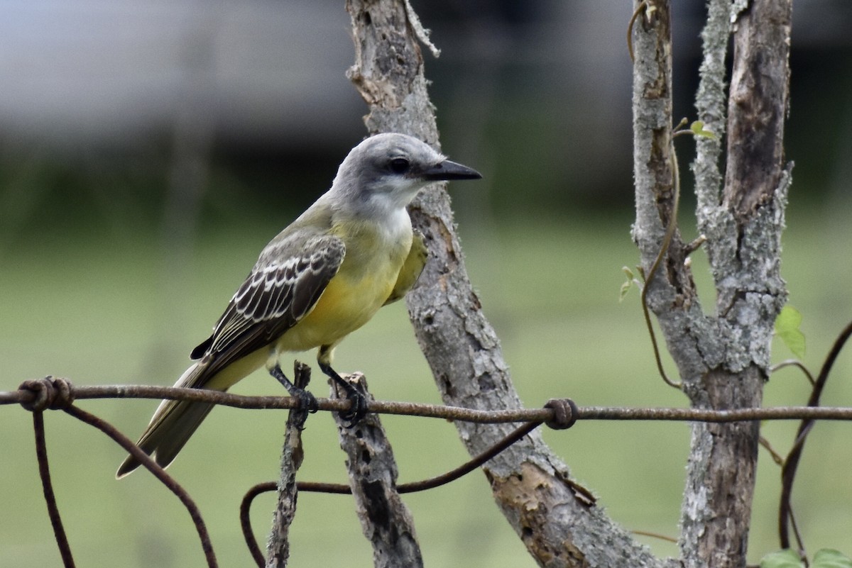 Western Kingbird - ML305206011