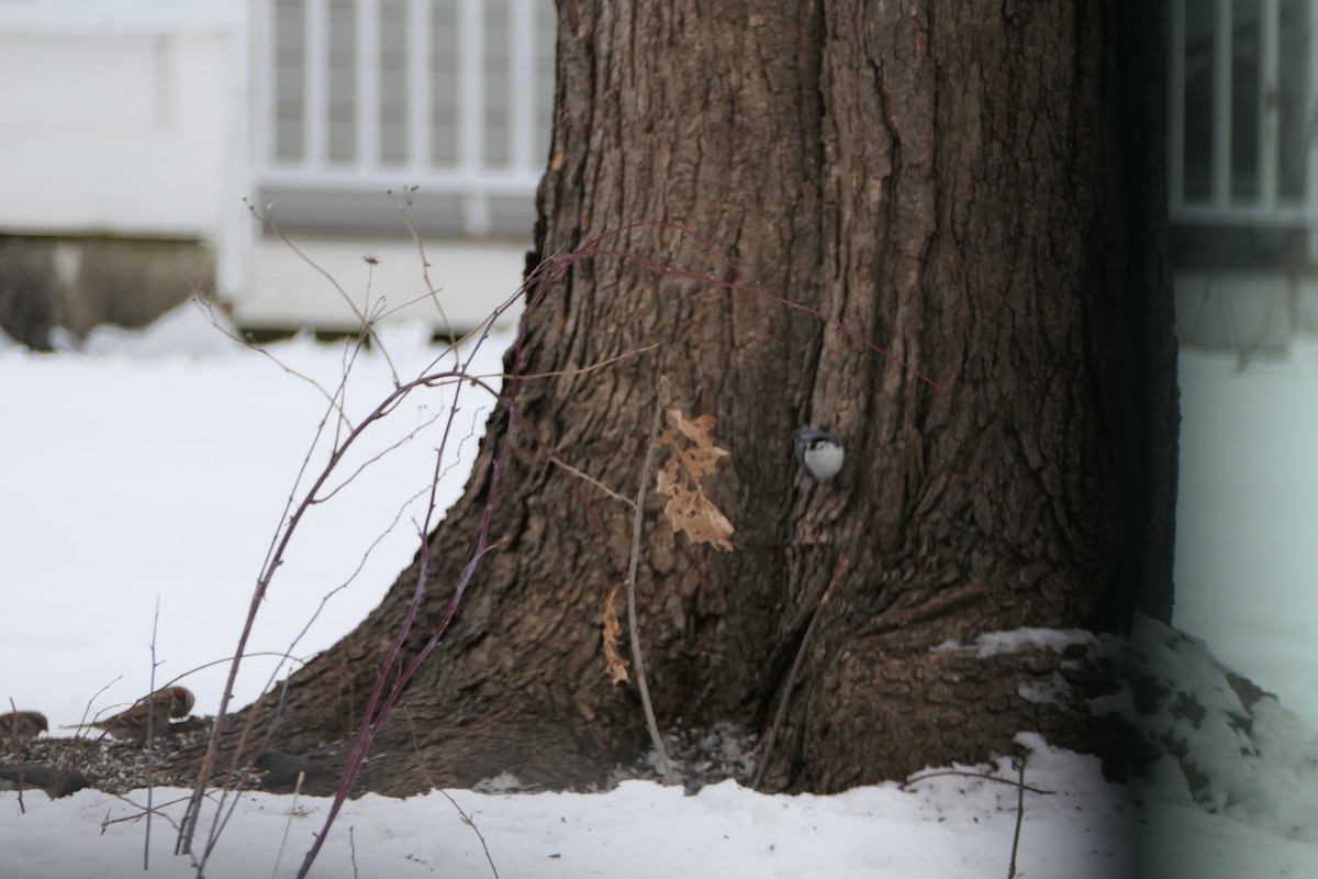 White-breasted Nuthatch - ML305206141