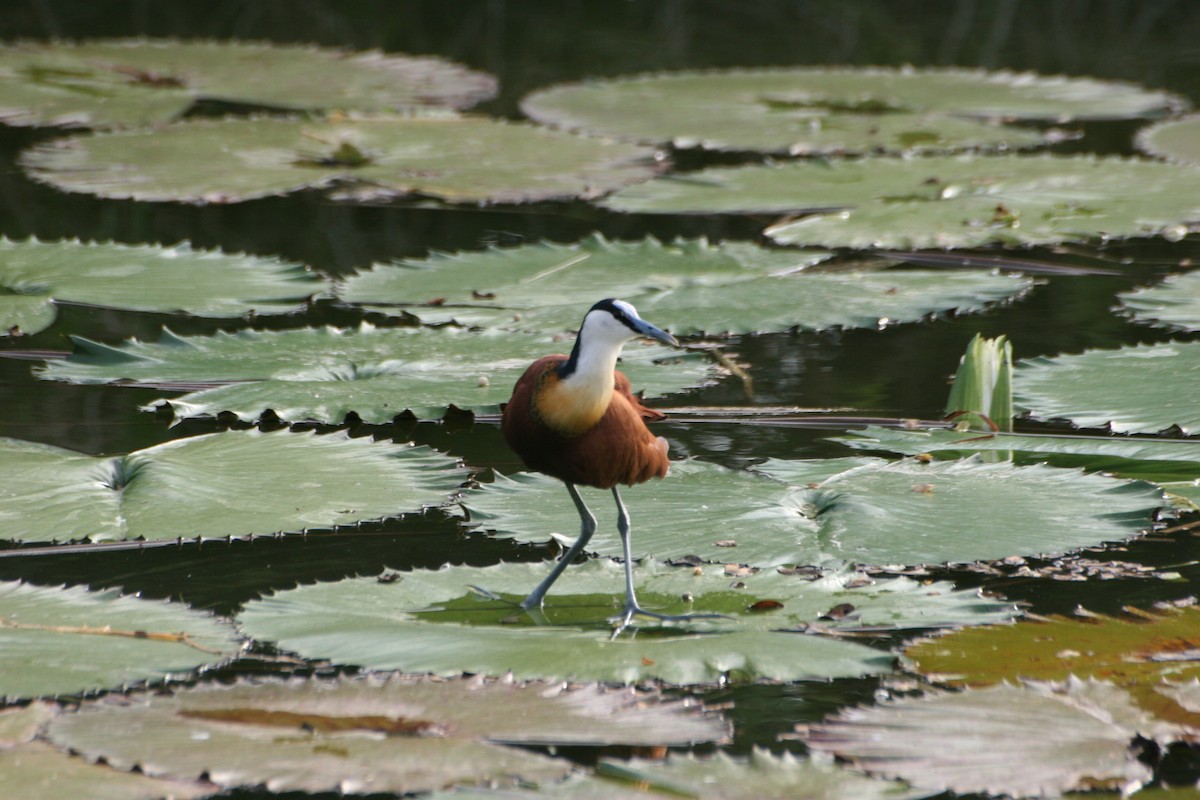 Jacana à poitrine dorée - ML305206291