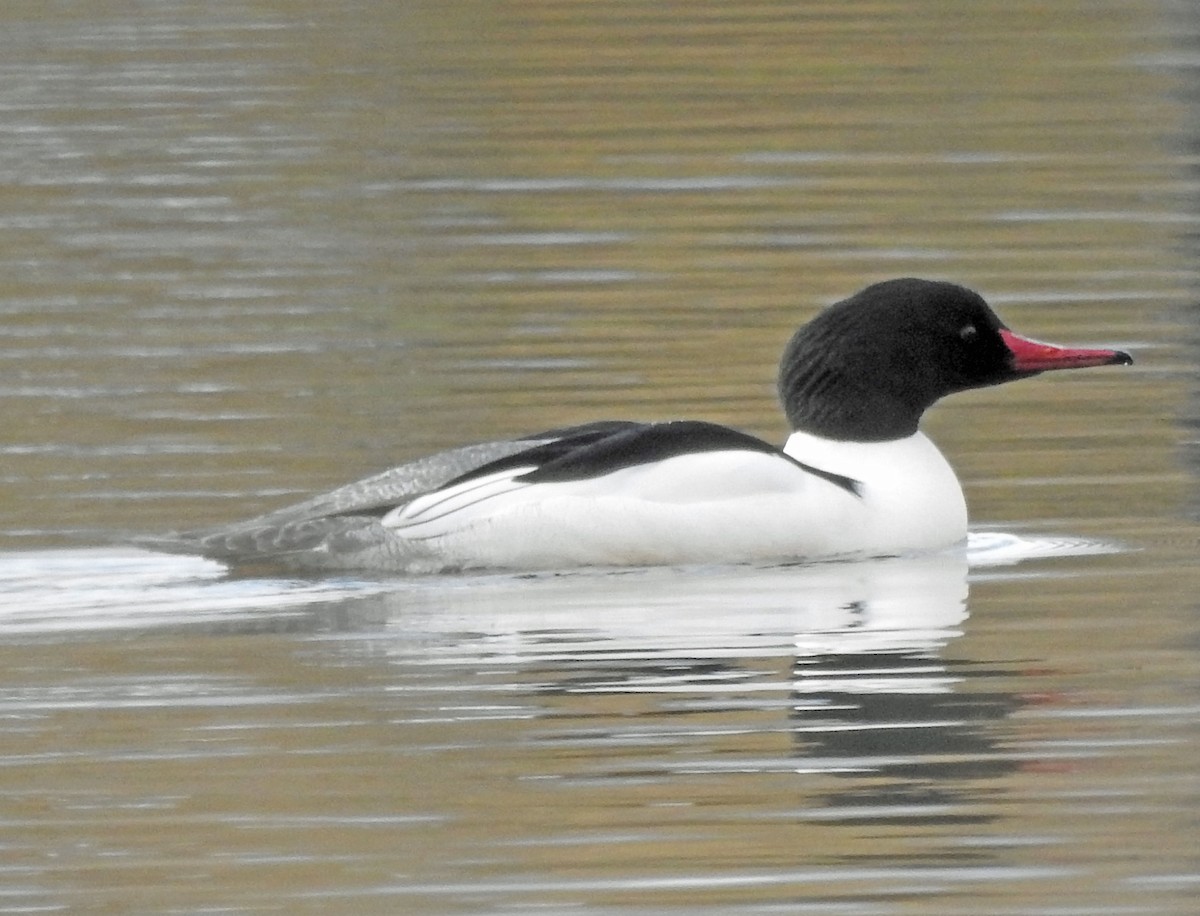 Common Merganser - ML305206351