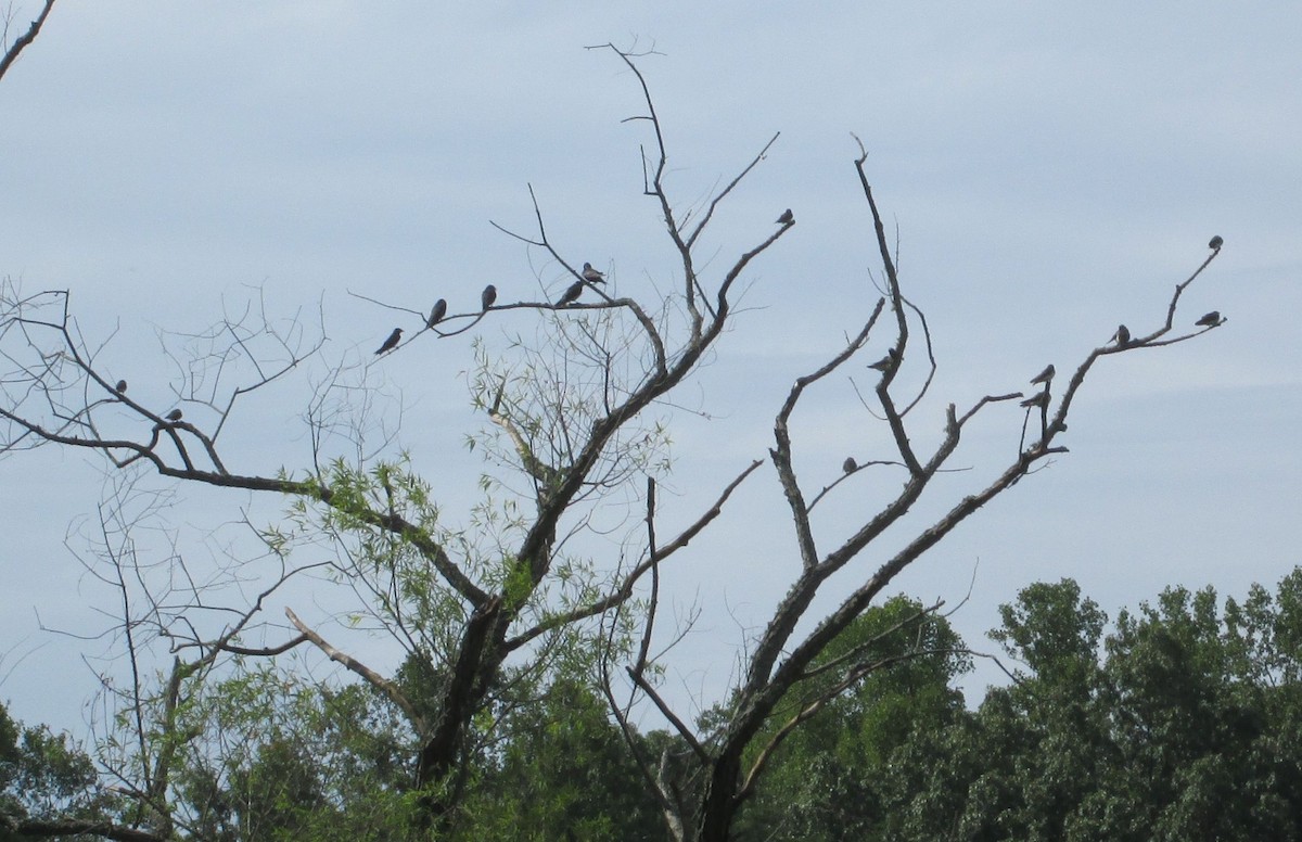 Tree Swallow - ML30521011