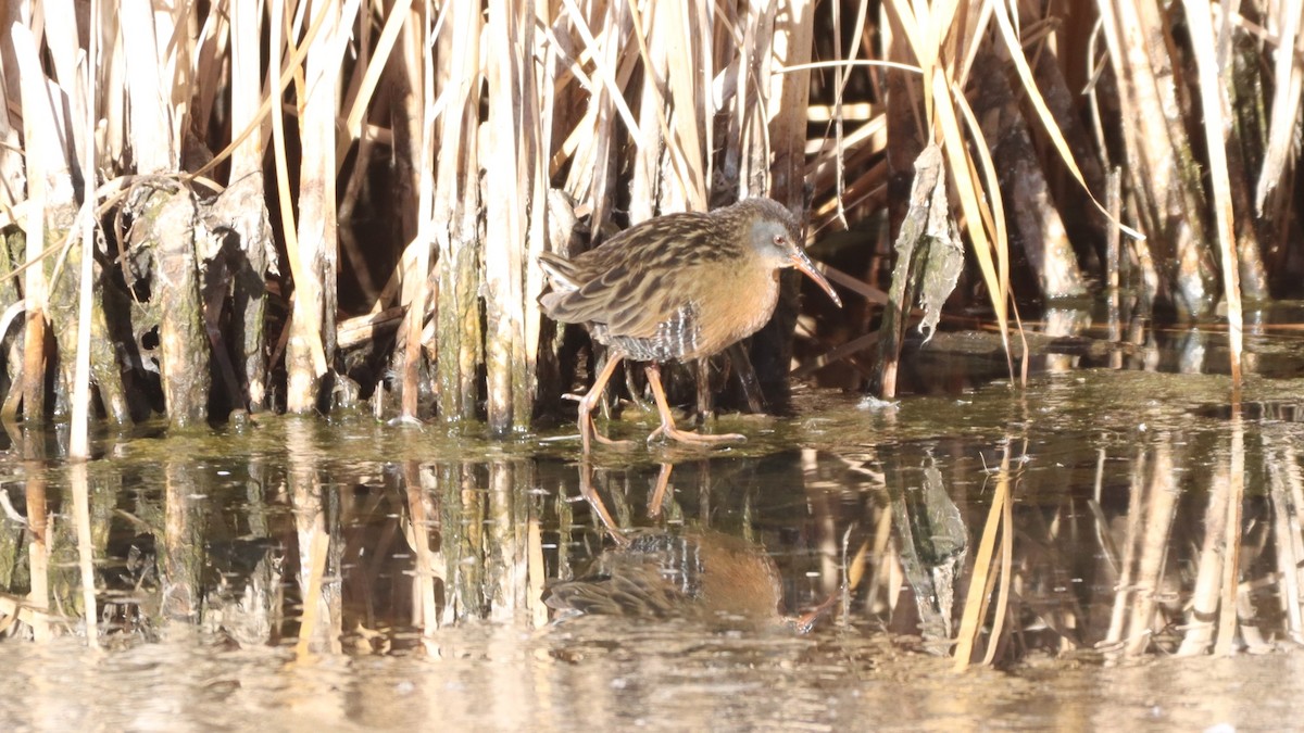 Virginia Rail - ML305210271