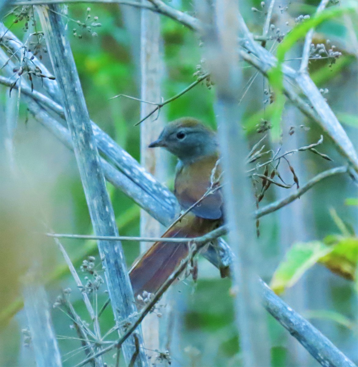 Sooty-fronted Spinetail - ML305210431