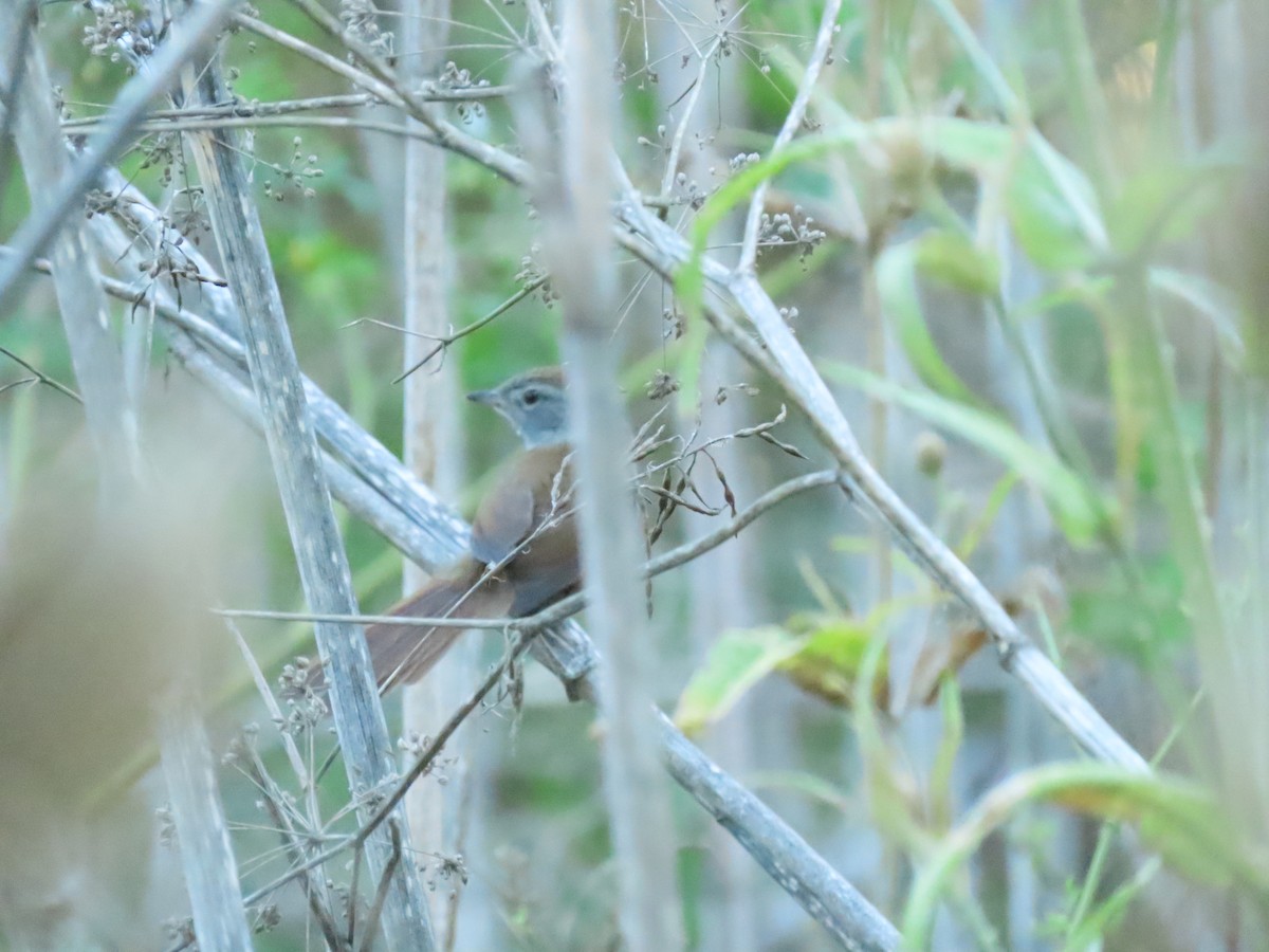 Sooty-fronted Spinetail - ML305210471