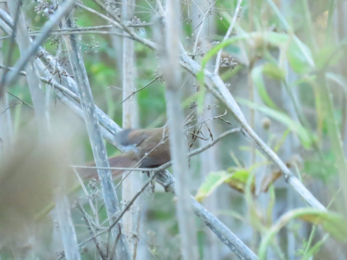 Sooty-fronted Spinetail - ML305210481