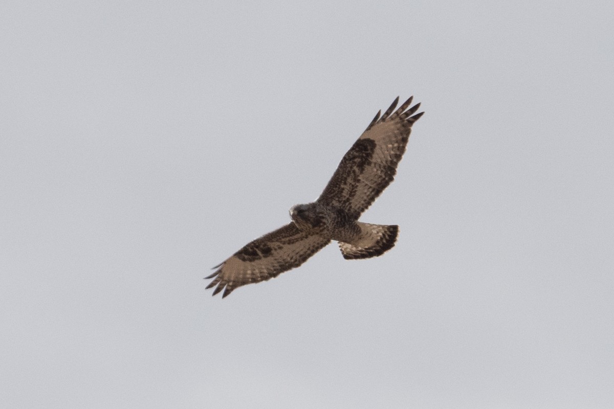 Rough-legged Hawk - ML305211191