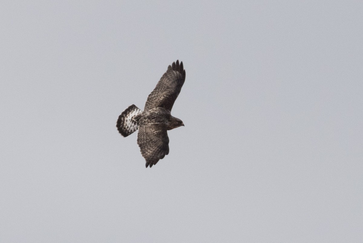 Raufußbussard - ML305211201