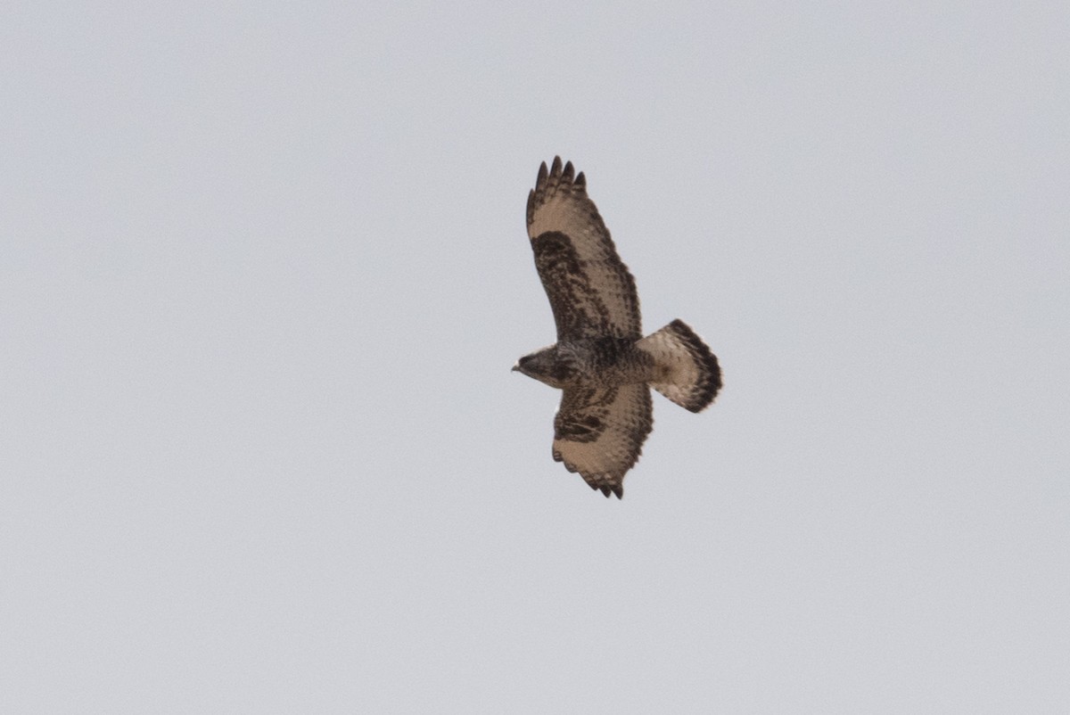 Rough-legged Hawk - John C. Mittermeier