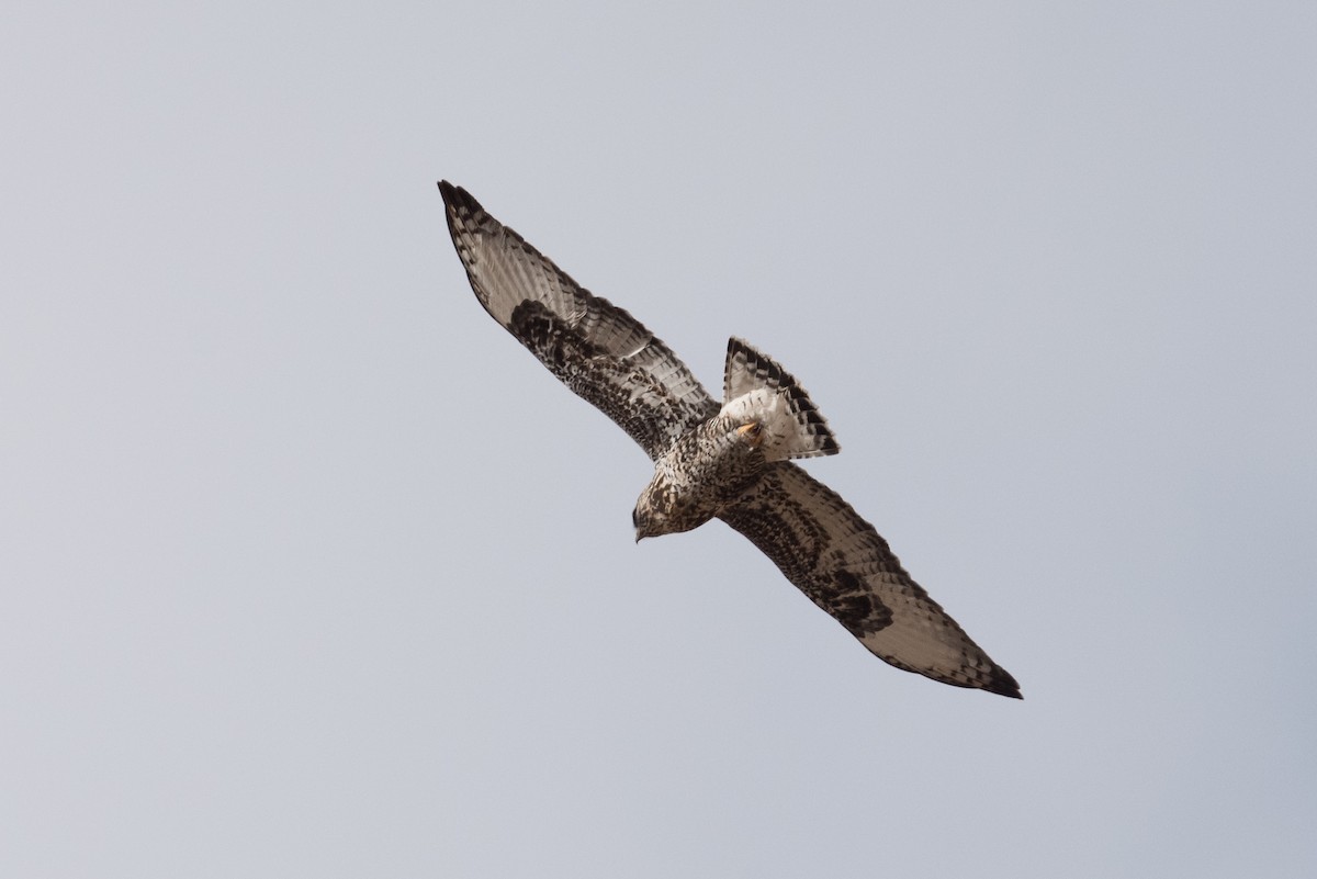 Rough-legged Hawk - ML305211221