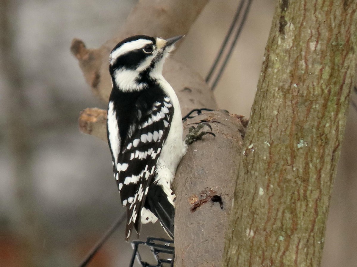 Downy Woodpecker - ML305211921