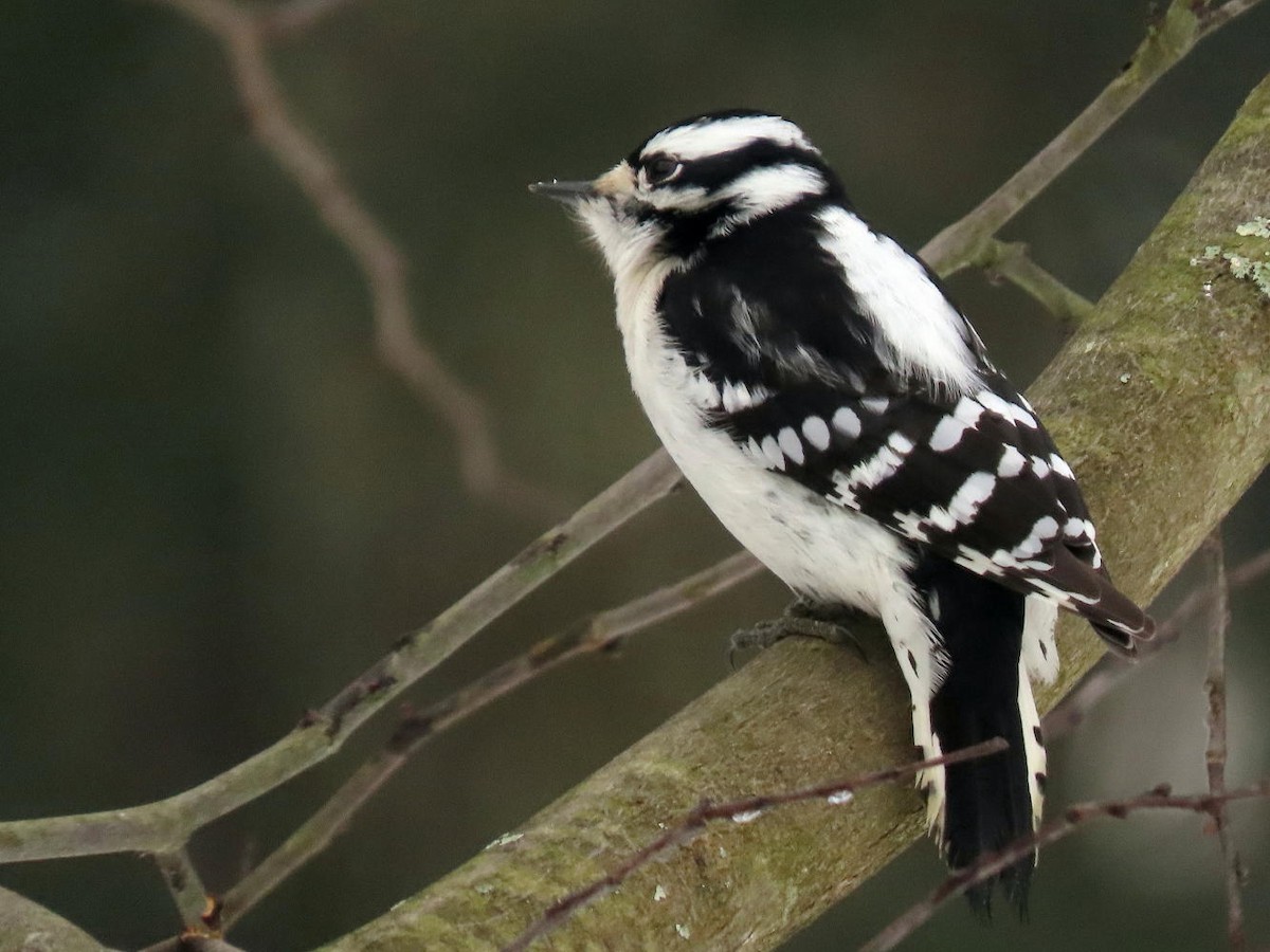 Downy Woodpecker - ML305211951