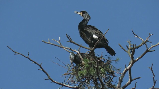 Cormorán Grande - ML305212671