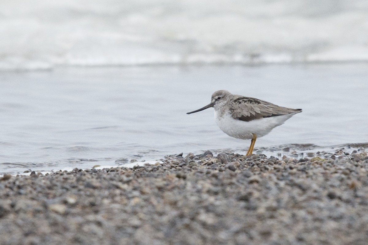 Terek Sandpiper - ML30521271