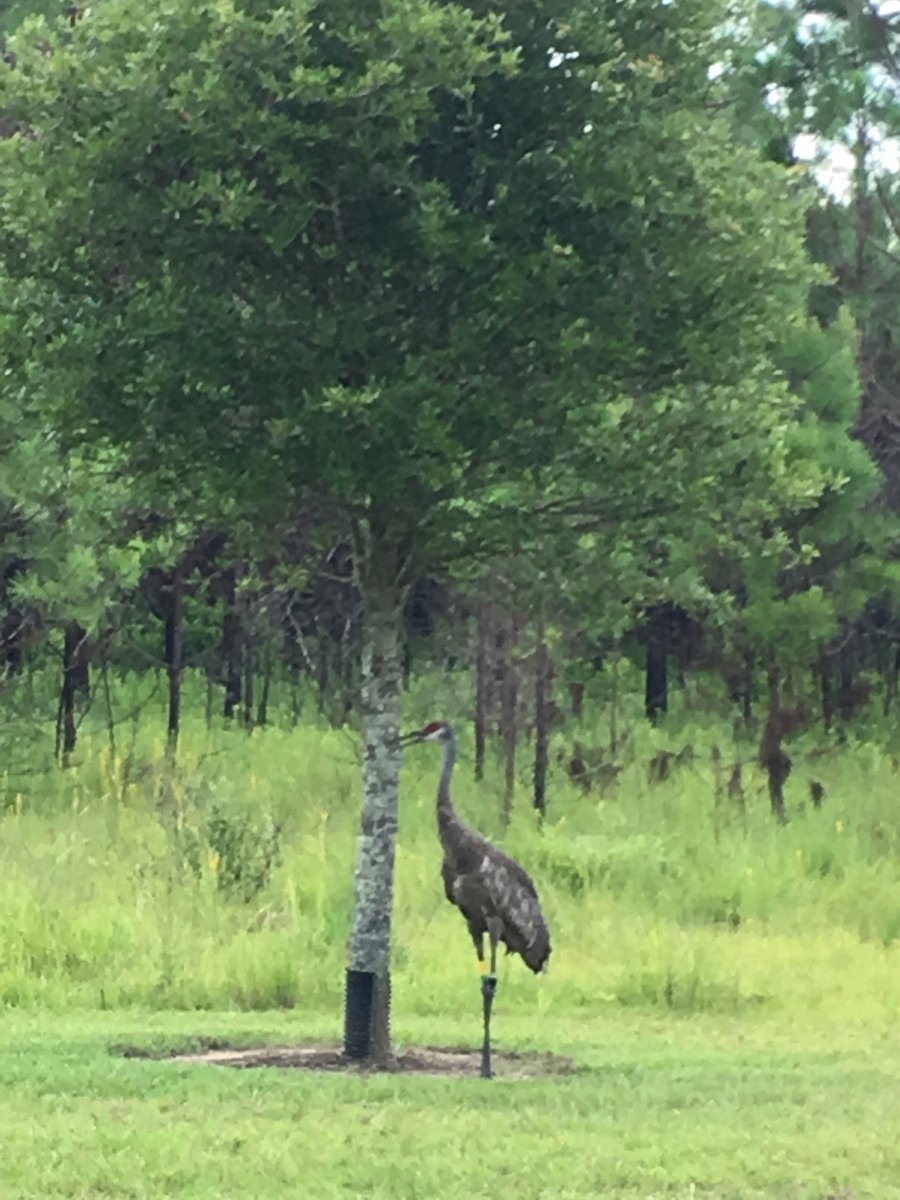 Sandhill Crane - ML30521551