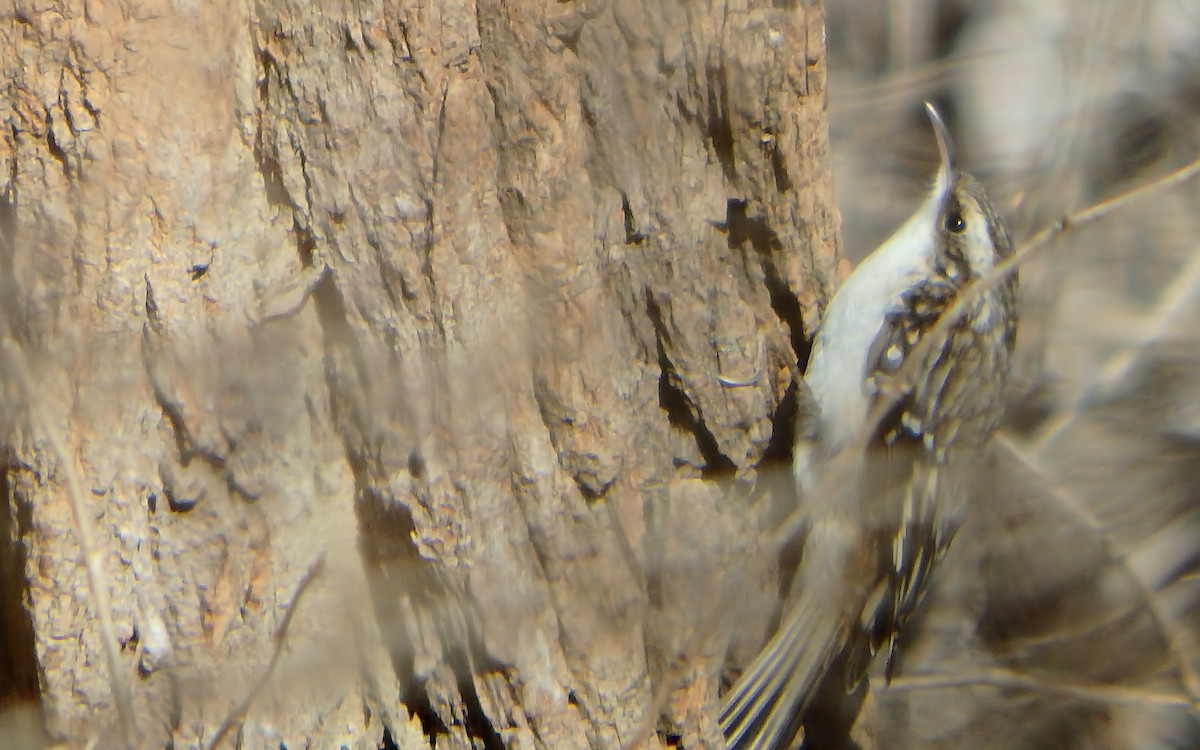 Brown Creeper - ML305216251