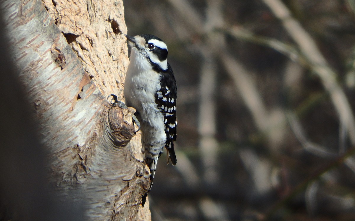 Downy Woodpecker - Jim O'Neill