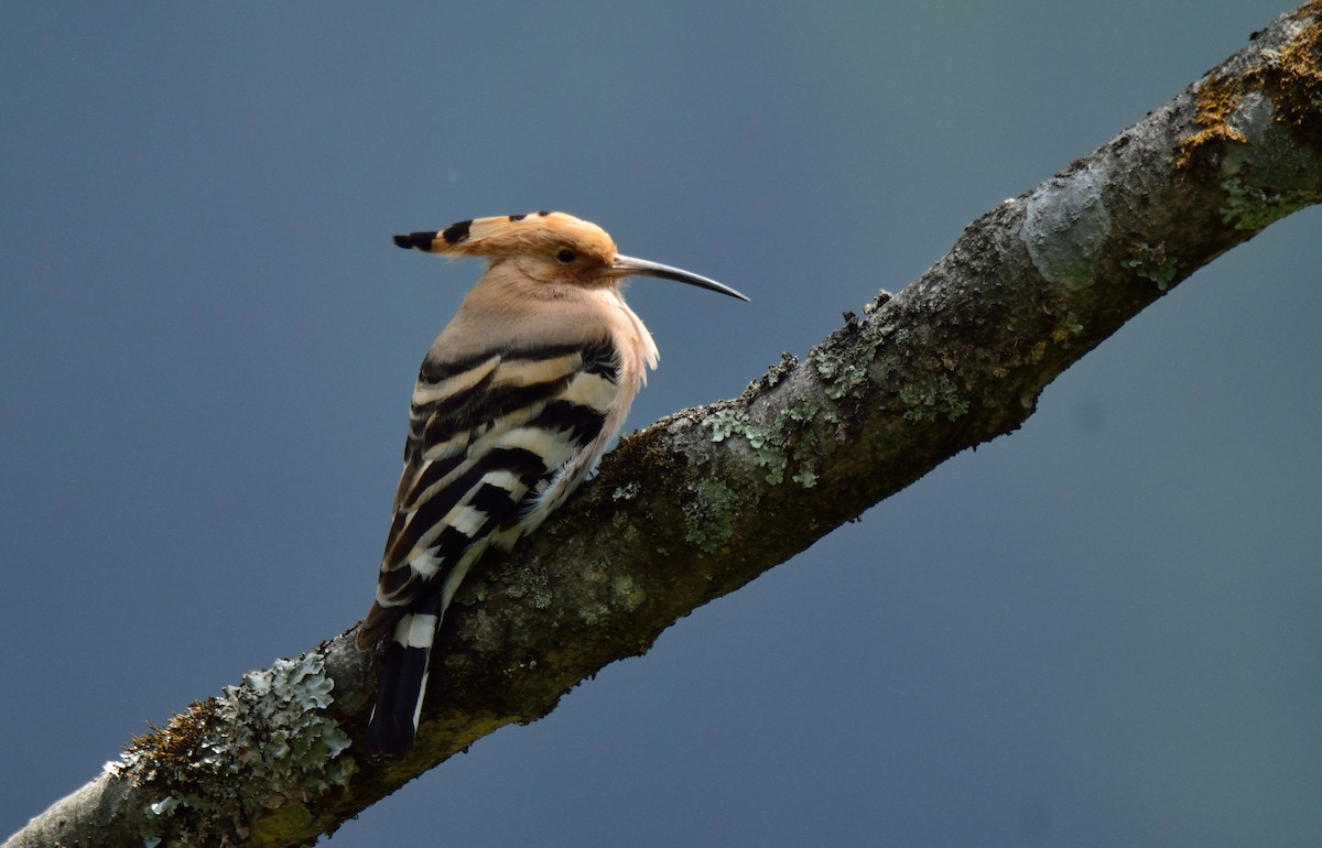 Eurasian Hoopoe - ML305216861