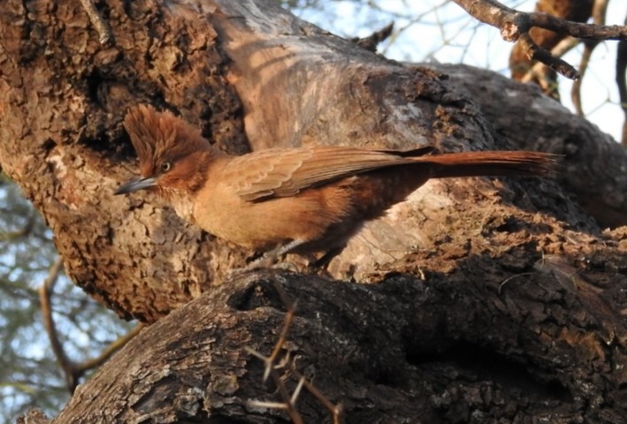 Brown Cacholote - ML305217051