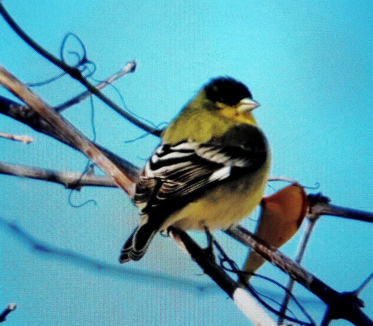 Lesser Goldfinch - Richard Wilde