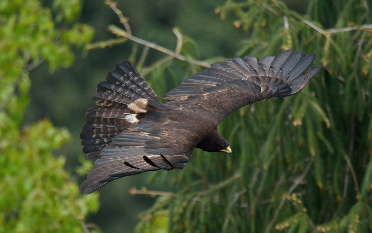 Black Eagle - Rozan Dhungel