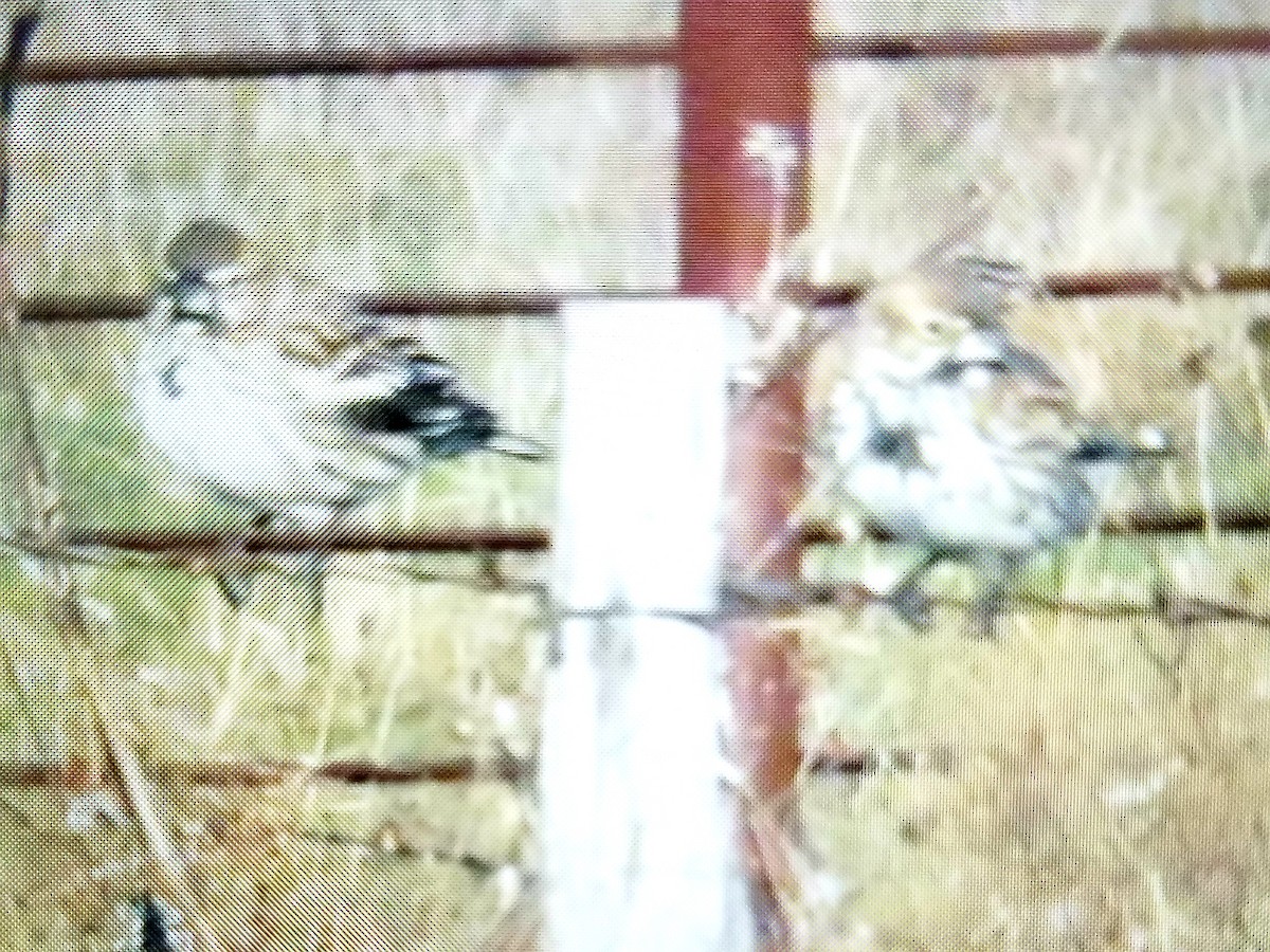 Lark Bunting - Richard Wilde