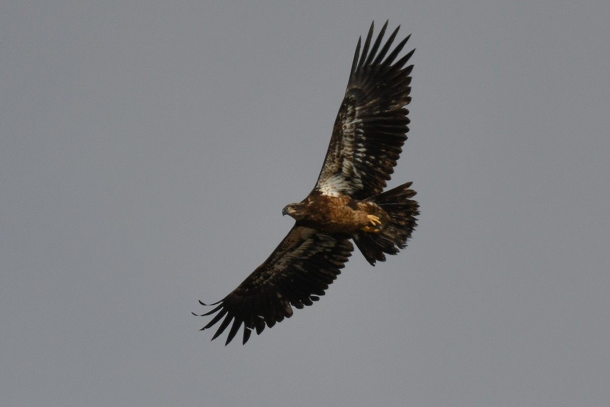 Bald Eagle - ML305218011