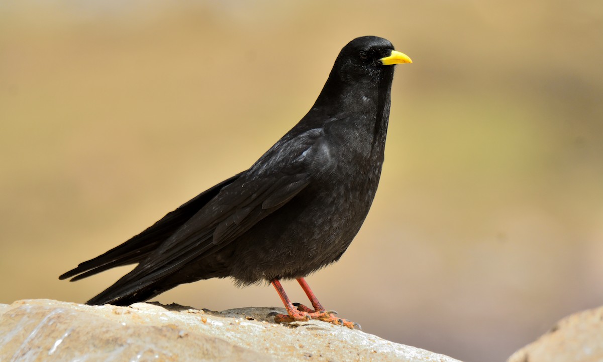 Yellow-billed Chough - Rozan Dhungel