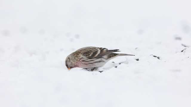 Common Redpoll - ML305219671