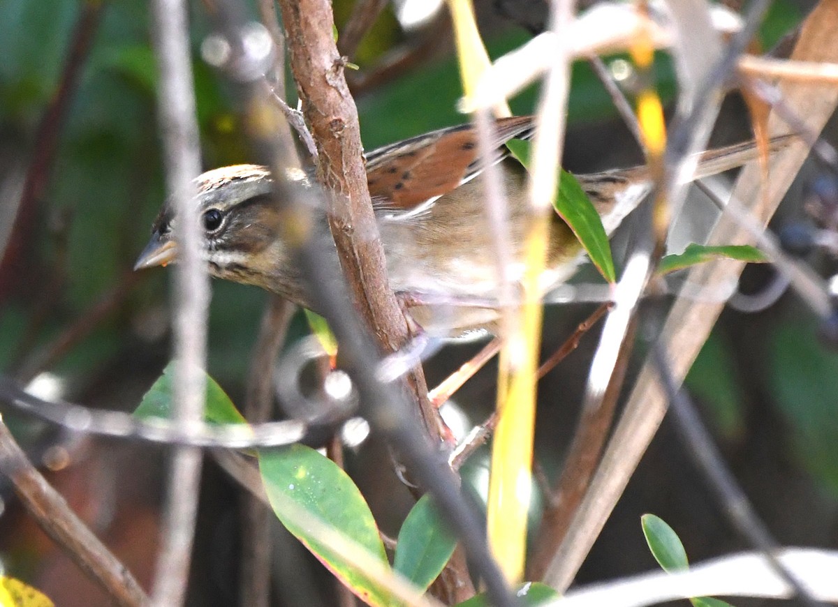 Swamp Sparrow - William Wise