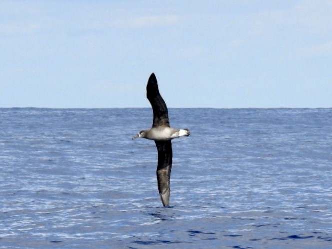 albatros černonohý - ML305220831