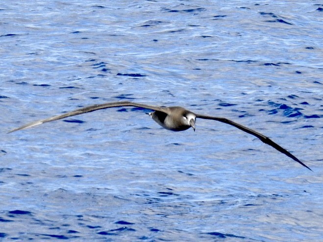 Black-footed Albatross - ML305220851