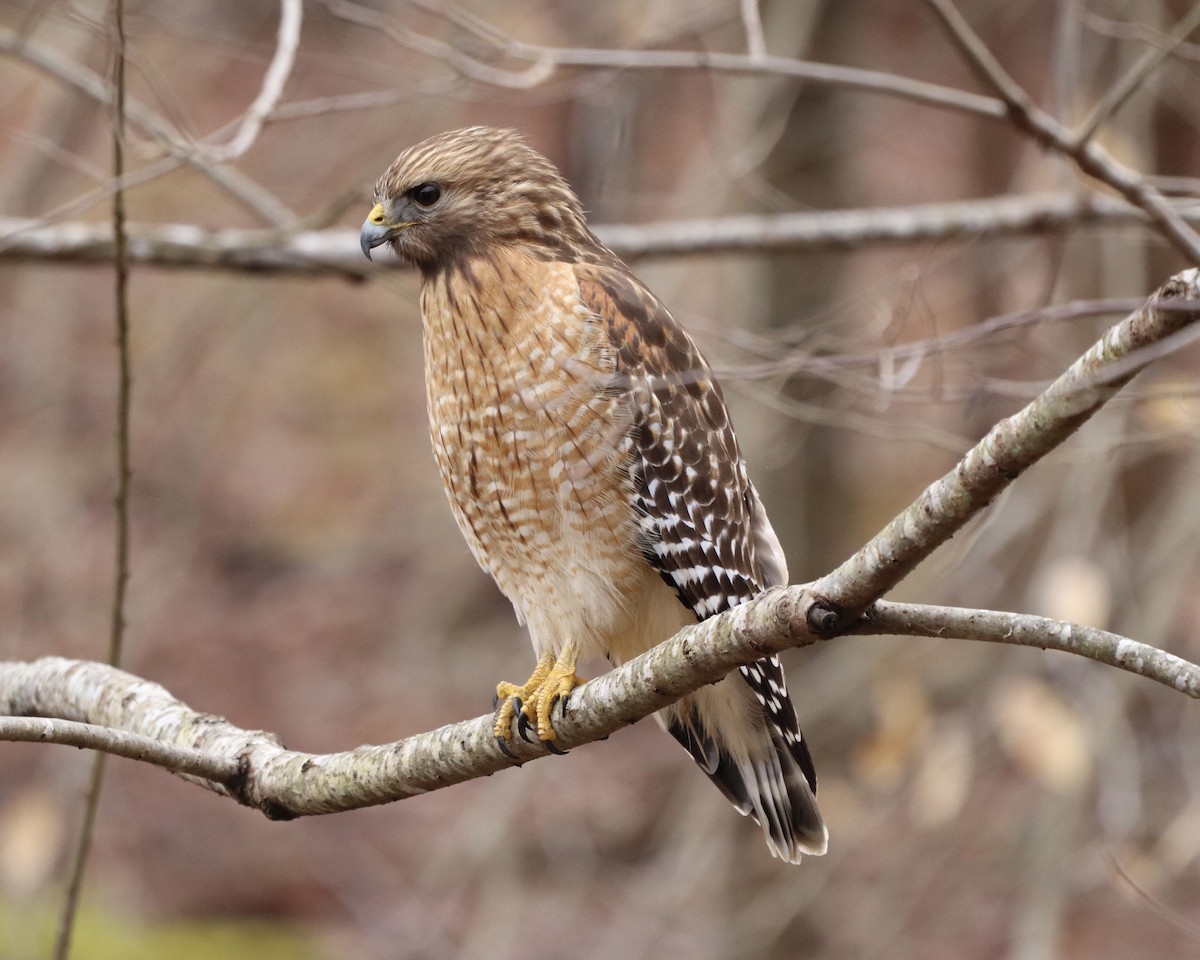 Red-shouldered Hawk - ML305221301