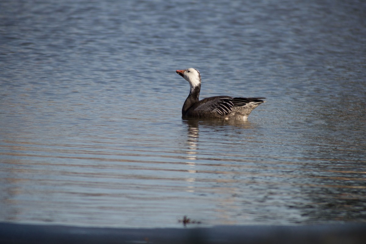 Snow Goose - ML305222961