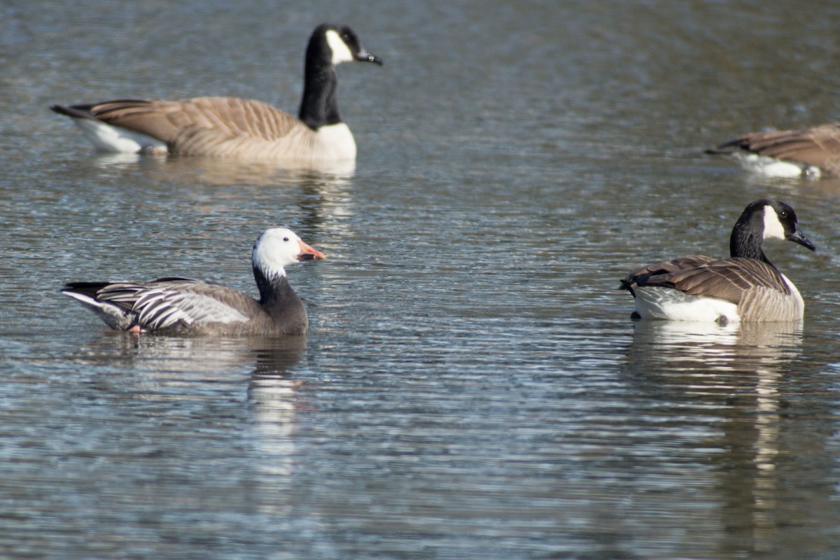 Snow Goose - ML305222981